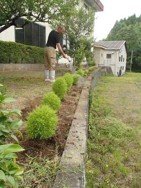 コキア ほうき草 を植えました 株式会社 髙山組