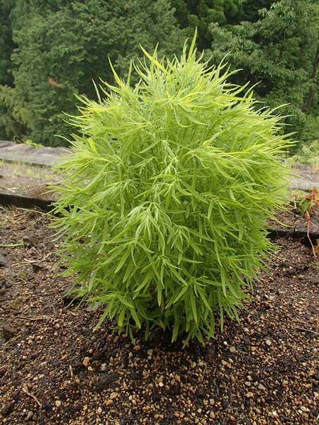 コキア ほうき草 を植えました 株式会社 髙山組